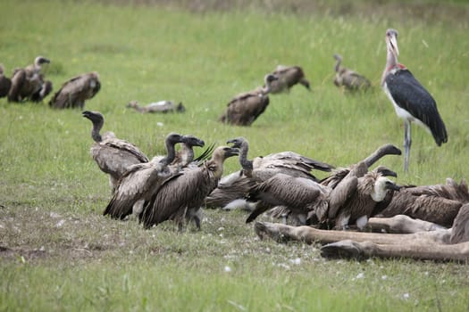Wild Griffon Vulture Africa savannah Kenya dangerous bird