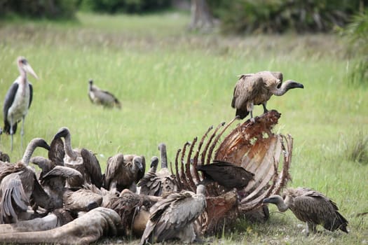 Wild Griffon Vulture Africa savannah Kenya dangerous bird