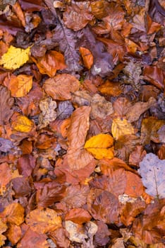 Autumn fallen leaves background as template for creative projects
