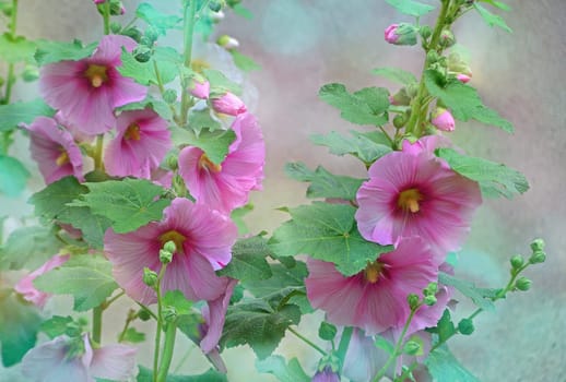 Hollyhocks