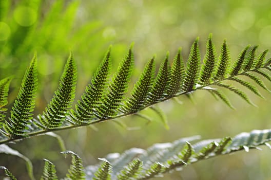 Fern leaf