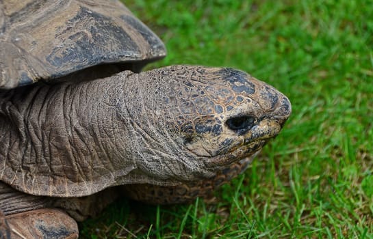 Turtle head