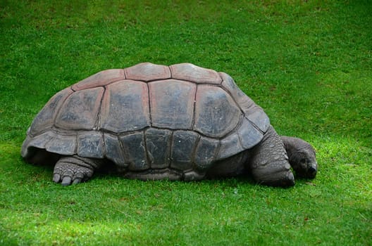 old turtle