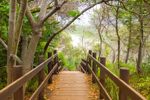 Wooden forest trail boardwalk at Fingal Head, Australia