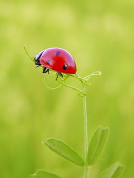 A ladybug climbing on a green leaf