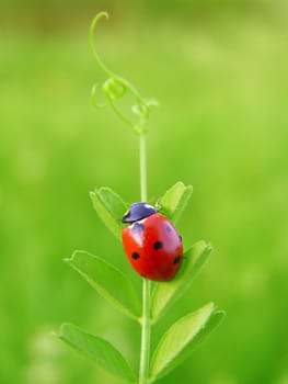 A ladybug climbing on a green leaf