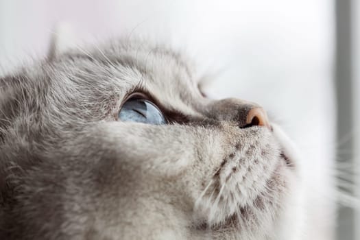 Sleepy blue eyes - a beautiful British shorthair while dozing