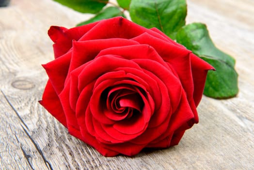 rose flower for Valentine's Day on the wooden table