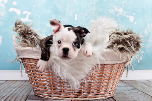 little puppy in the basket (French bulldog)