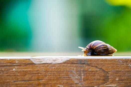 little brown snail is slowly moving on the wooden plate with blurry green background.