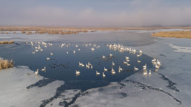 lake in winter. Location: Comana Natural Park, Romania. Aerial view