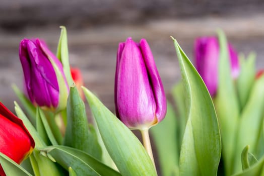 bouquet of red and violet tulips  in vase in front of wooden background