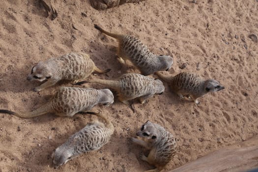 meerkat Suricata suricatta funny small african mammal