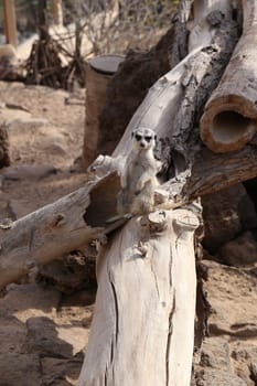 meerkat Suricata suricatta funny small african mammal
