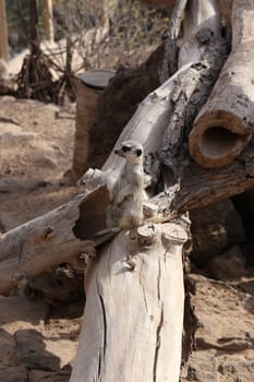 meerkat Suricata suricatta funny small african mammal