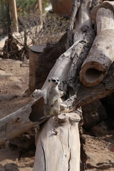 meerkat Suricata suricatta funny small african mammal