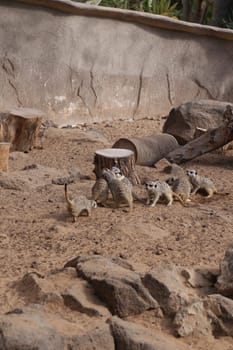 meerkat Suricata suricatta funny small african mammal