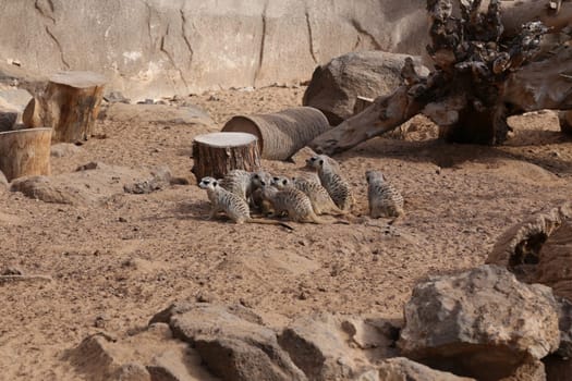 meerkat Suricata suricatta funny small african mammal