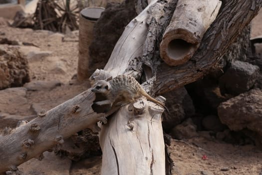 meerkat Suricata suricatta funny small african mammal