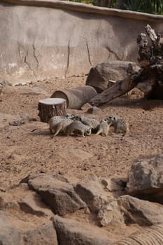 meerkat Suricata suricatta funny small african mammal