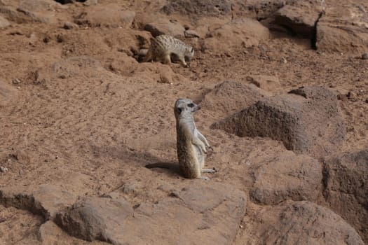 meerkat Suricata suricatta funny small african mammal