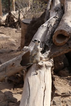 meerkat Suricata suricatta funny small african mammal