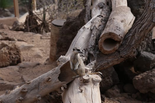 meerkat Suricata suricatta funny small african mammal
