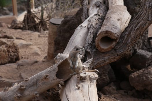 meerkat Suricata suricatta funny small african mammal