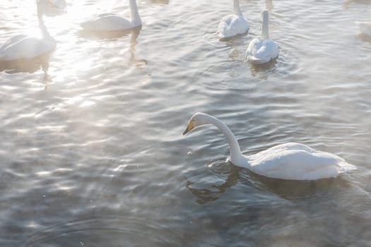 Beautiful white whooping swans swimming in the nonfreezing winter lake. The place of wintering of swans, Altay, Siberia, Russia.