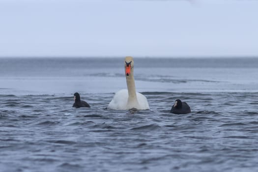 whooper swan and eurasian coot in winter. Comana Natural Park, Romania
