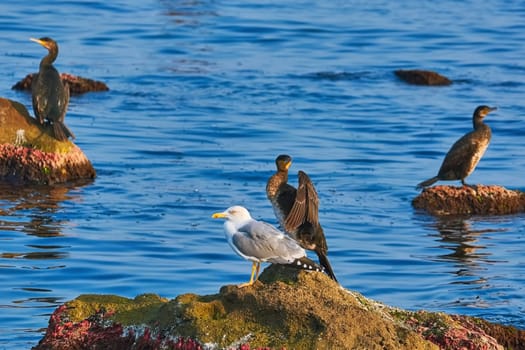 Double-crested Cormorant and Seagull Perched on the Rock in the Black Sea