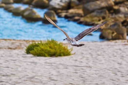 Young Seagull Flying towards the Black Sea