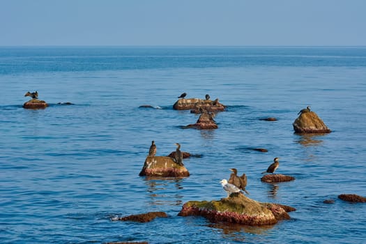 Double-crested Cormorants Resting on Rocks in the Black Sea