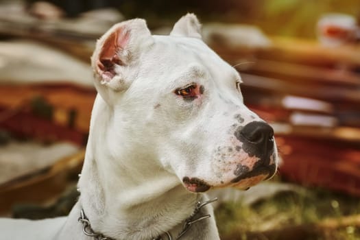 Portrait of American Staffordshire Terrier with Cropped Ears