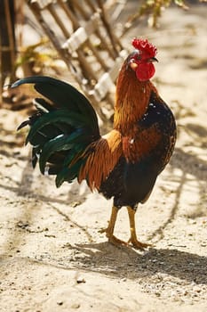 Brown Leghorn Rooster Standing on the Ground