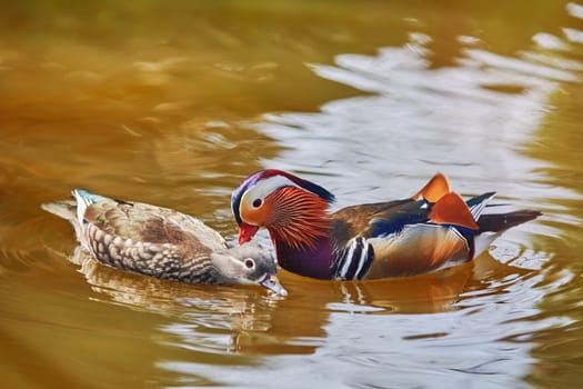 Two Mandarin Ducks Playing in the Pond