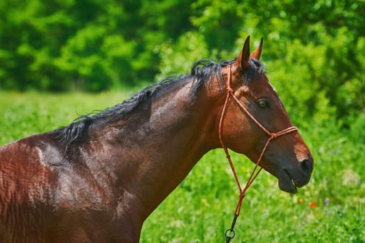 Portrait of Chestnut Horse on the Green Background