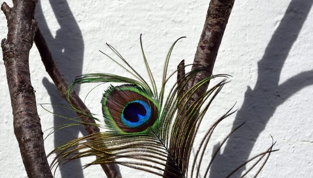 Peacock feather