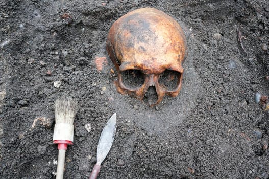 Archaeological excavation with skull still half buried in the ground and tools lying beside