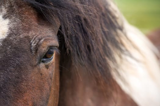 Detail of Icelandic horse's eye in close-up