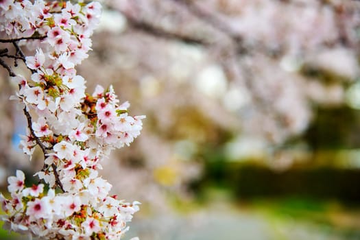 The Cherry blossom, pink flowers in blooming with nice background
