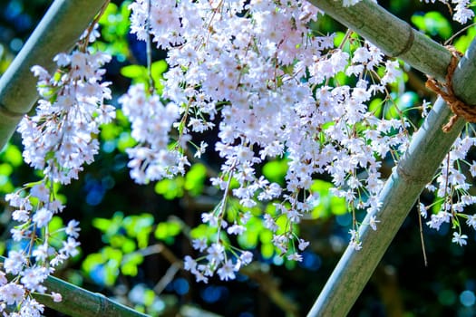 The Cherry blossom, pink flowers in blooming with nice background