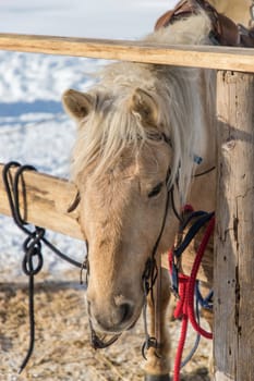 Tied Light brown horse with the wooden fence and blurred snow on the ground background