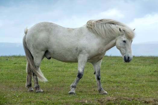 Icelandic horse with dramatic ovescast sky