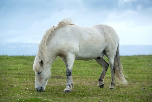 Icelandic horse with dramatic ovescast sky
