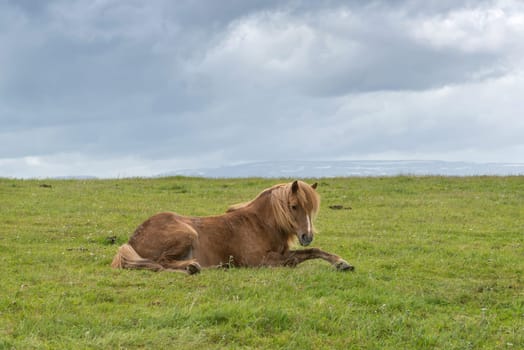 Icelandic horse with dramatic ovescast sky