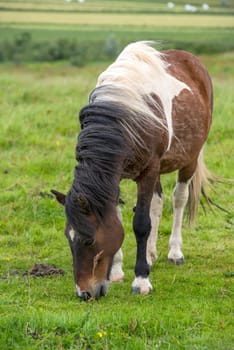 Icelandic horse in a very windy day