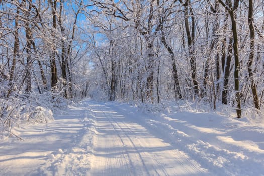 road in winter. Location: Comana Natural Park, Romania.