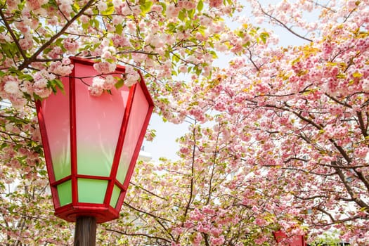 The Cherry blossom, pink flowers in blooming with nice background