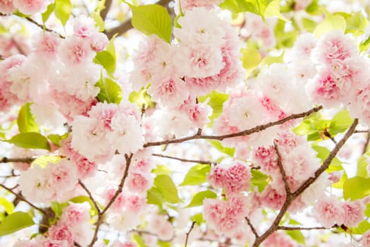 The Cherry blossom, pink flowers in blooming with nice background